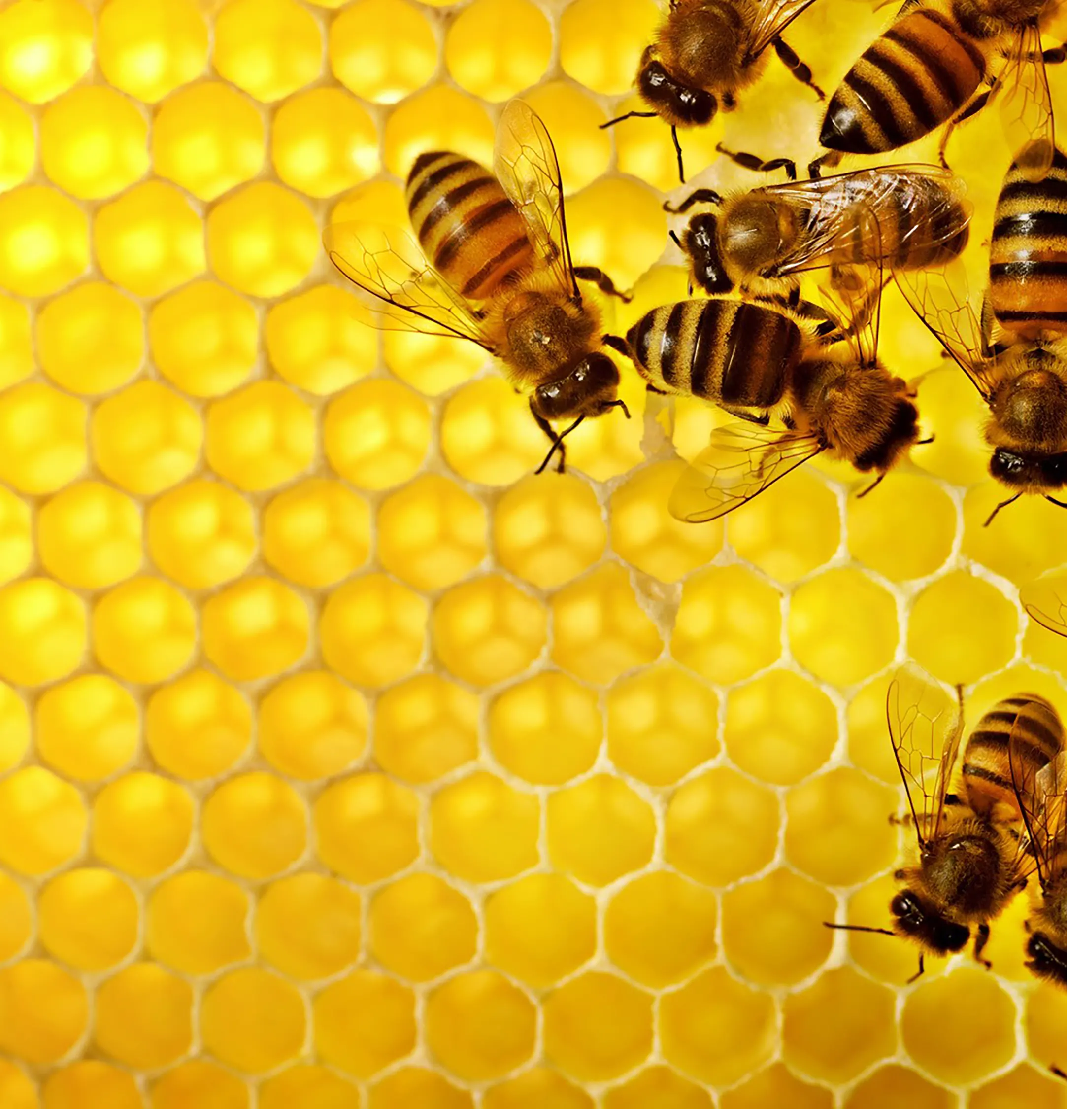 Arı ekmeği kansere karşı koruyucu mu?